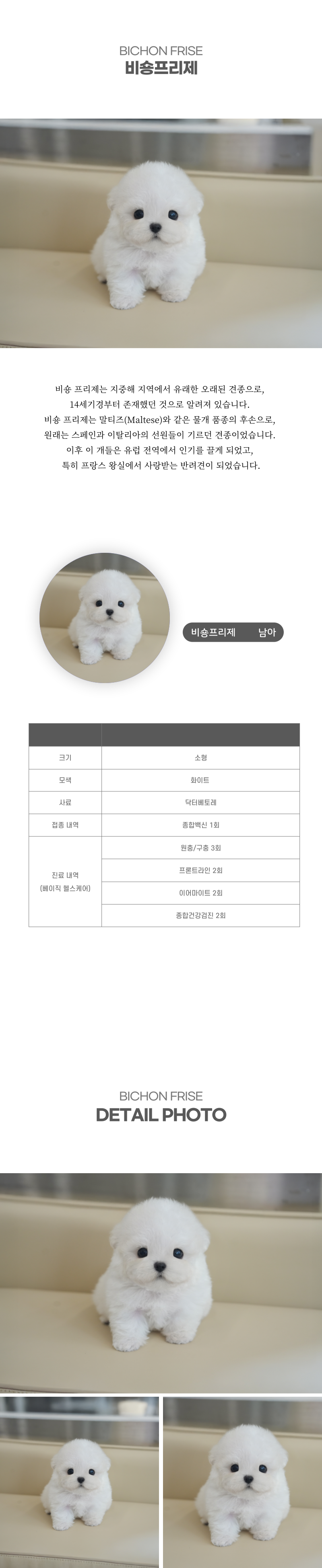 미니비숑_상세이미지_2